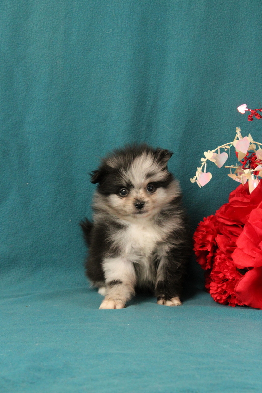 puppy, for, sale, Pomeranian, Matthew B. Stoltzfus, dog, breeder, Gap, PA, dog-breeder, puppy-for-sale, forsale, nearby, find, puppyfind, locator, puppylocator, aca